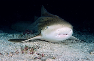 Maldives 2021 - Requin leopard - Leopard shark - Stegostoma fasciatum - DSC00772_rc